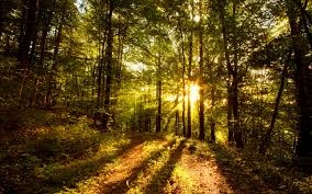 forest.jpg